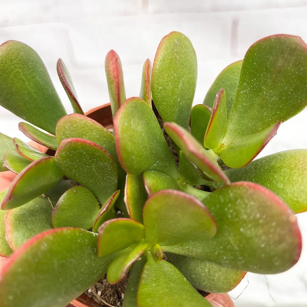 10 - 15cm Crassula Ovata Sunset House Plant 9cm Pot