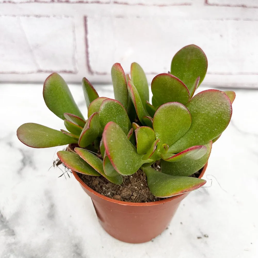 10 - 15cm Crassula Ovata Sunset House Plant 9cm Pot